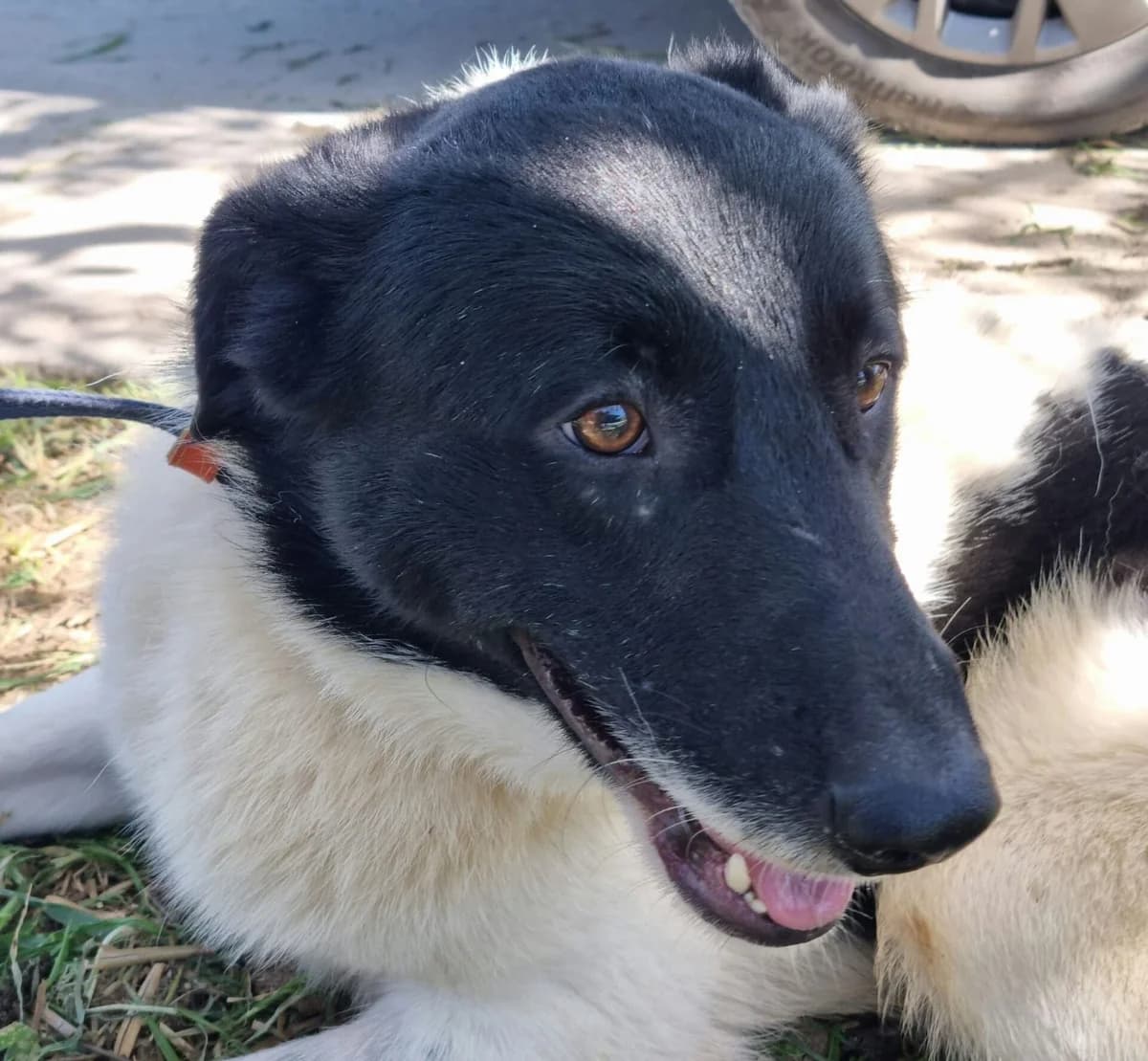 Henry, Mixed Breed for adoption at Tierschutzverein Europa, München