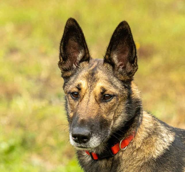 Hera, Mixed Breed for adoption at Tierschutzverein Europa, München
