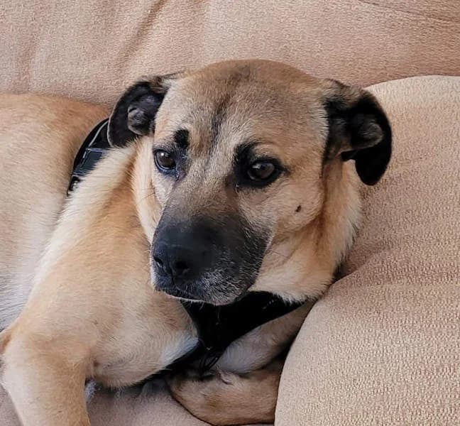 Hercules, senior Mixed Breed for adoption at Tierschutzverein Europa, München