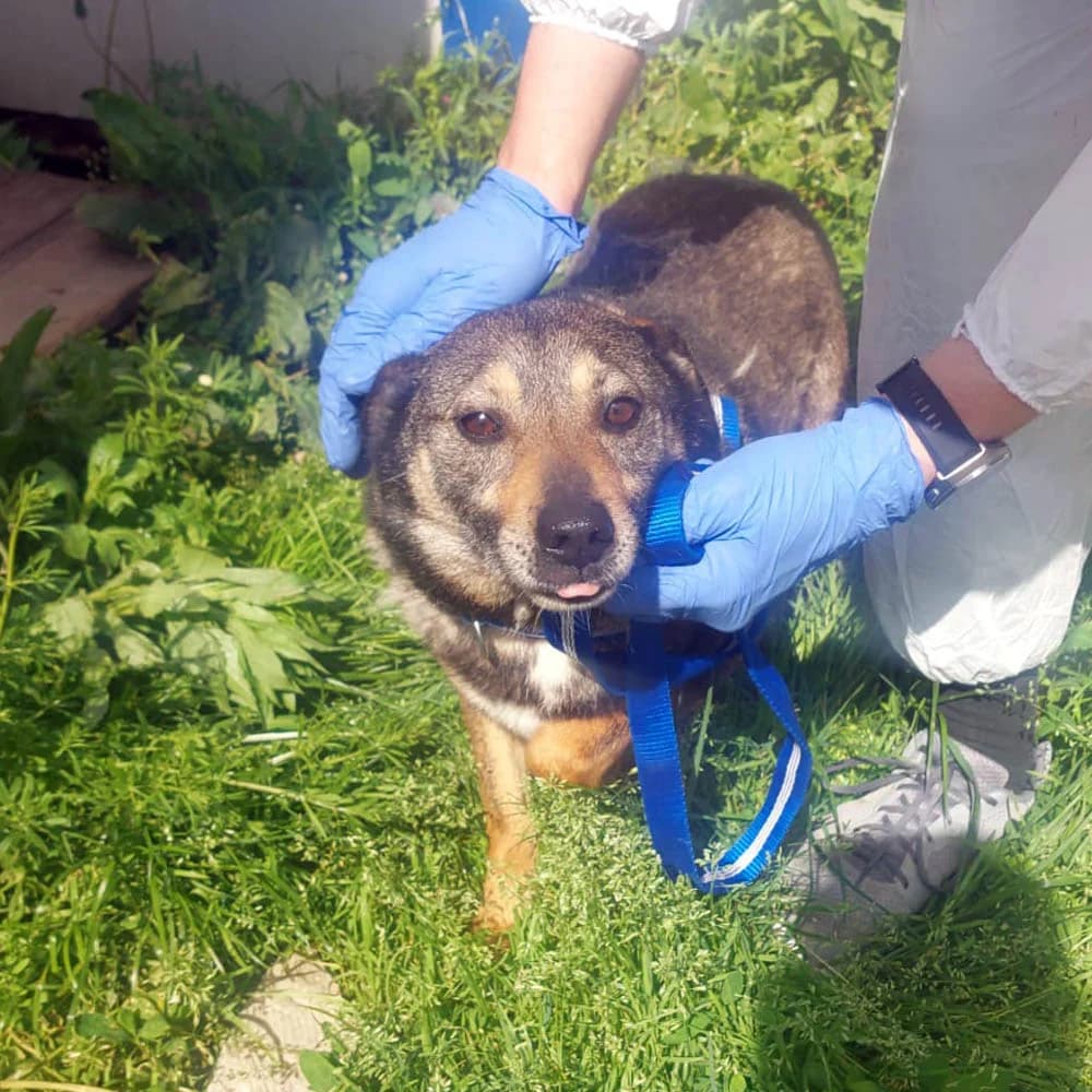 Hope, Mixed Breed for adoption at Tierschutzverein Europa, München