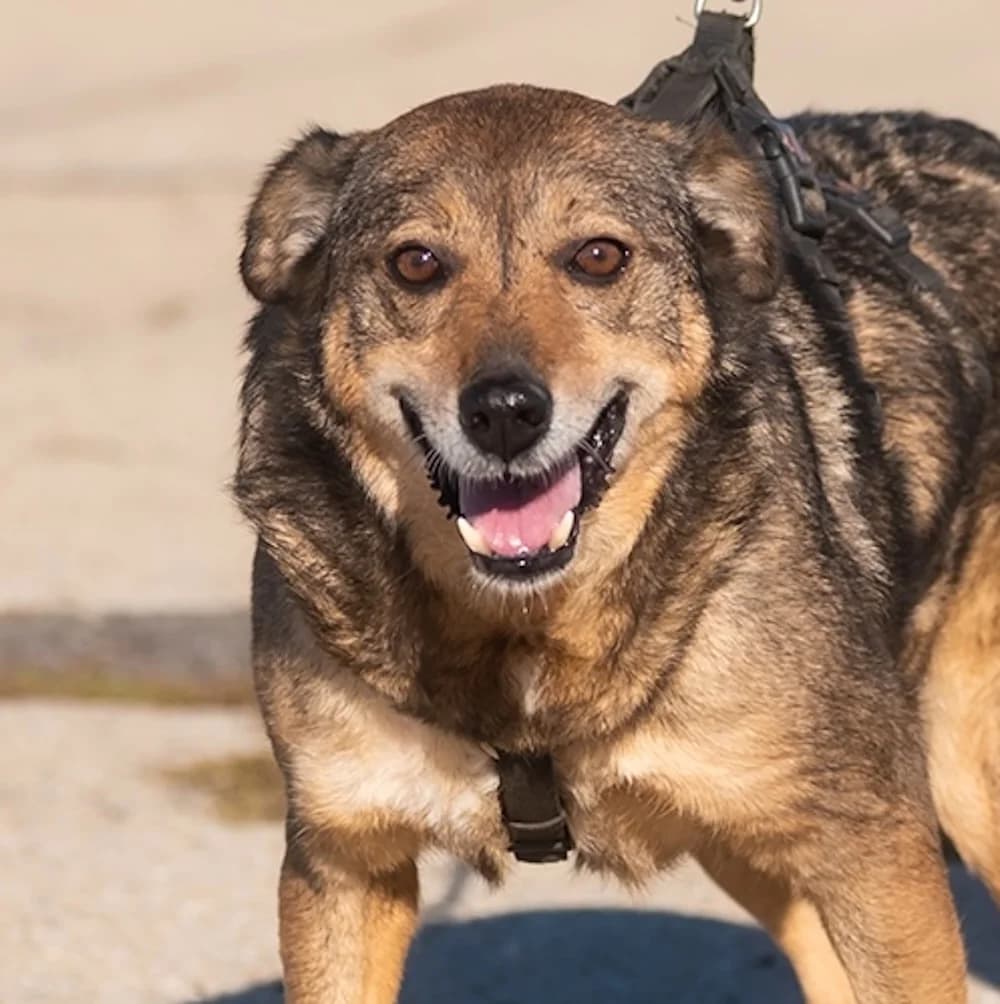 Hope, rot Mixed Breed for adoption at Tierschutzverein Europa, München