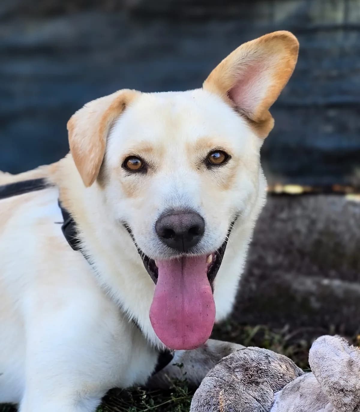 Hoshi, Mixed Breed for adoption at Tierschutzverein Europa, München