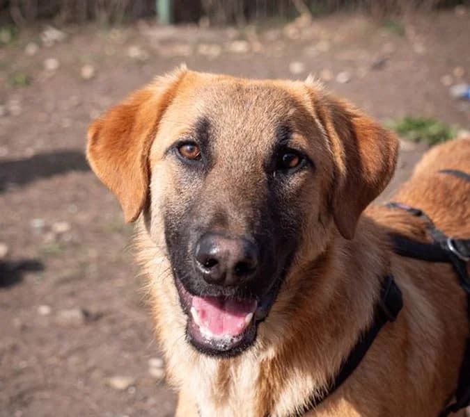 Huckleberry (Huck), young Mixed Breed for adoption at Tierschutzverein Europa, München