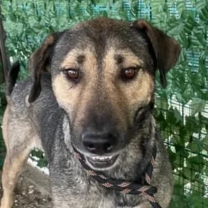 Hugo, Mixed Breed for adoption at Tierschutzverein Europa, München