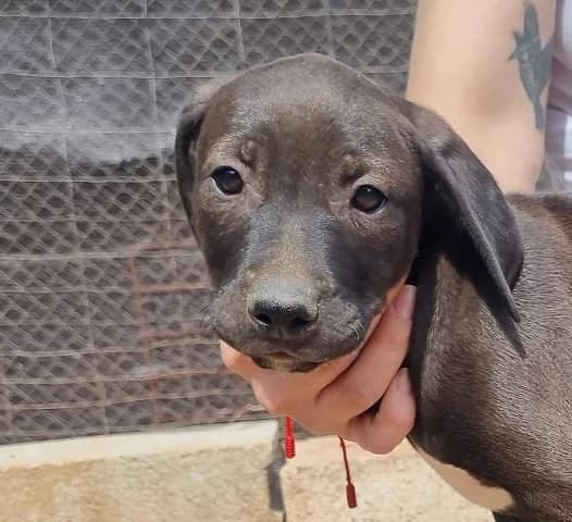 Idaho, puppy Podenco for adoption at Tierschutzverein Europa, München
