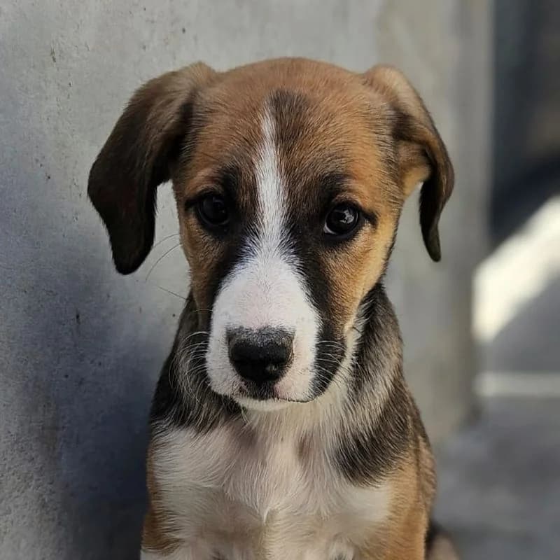 Idun, puppy Mixed Breed for adoption at Tierschutzverein Europa, München