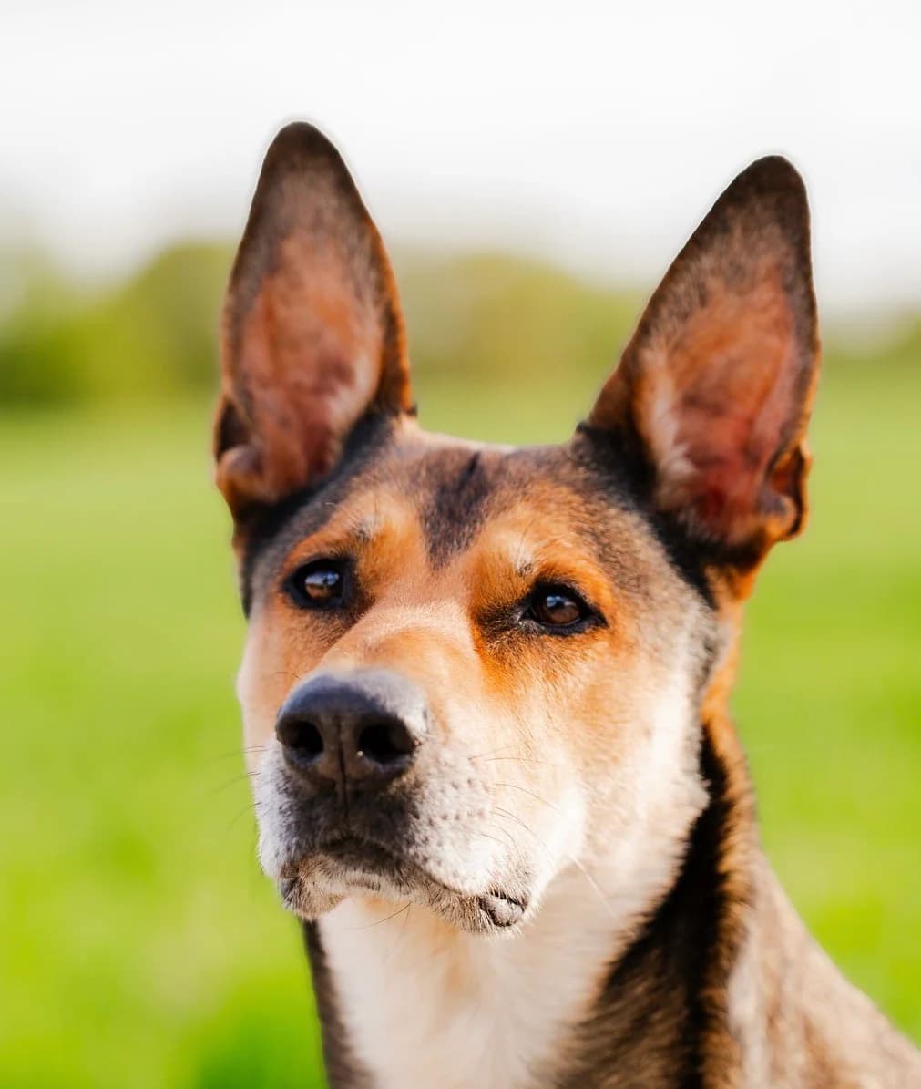 India, Mixed Breed for adoption at Tierschutzverein Europa, München