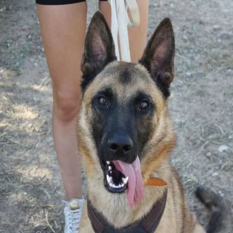 Iran, gold Mixed Breed for adoption at Tierschutzverein Europa, München