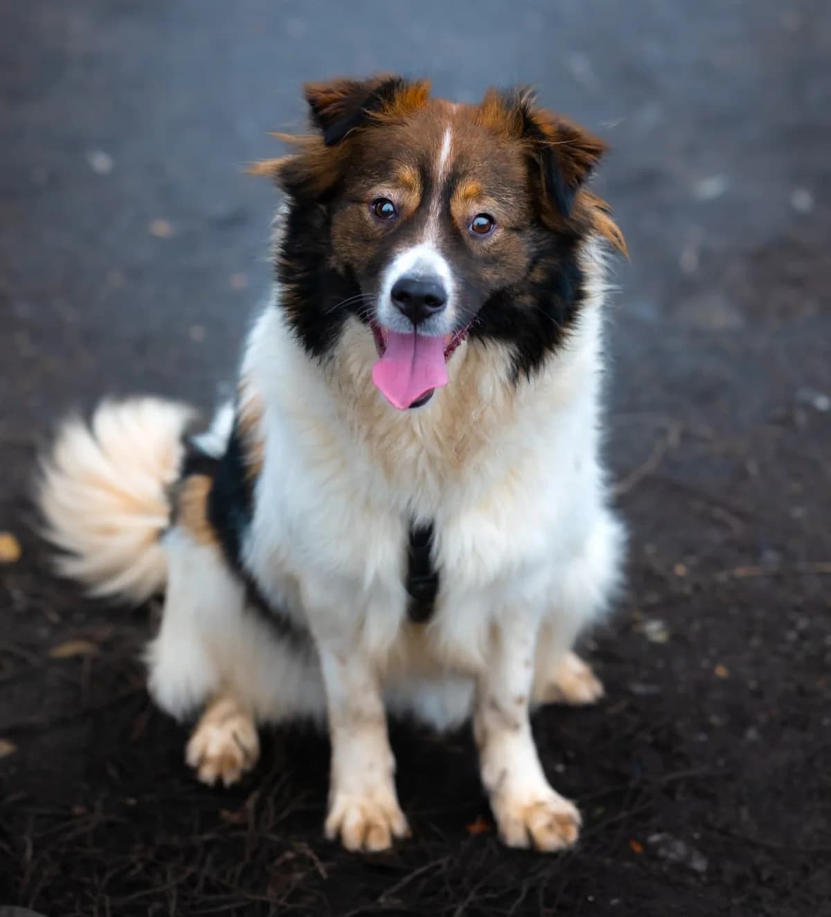 Iris, Mixed Breed for adoption at Tierschutzverein Europa, München