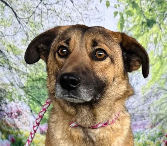 Ivy, braun senior Mixed Breed for adoption at Tierschutzverein Europa, München
