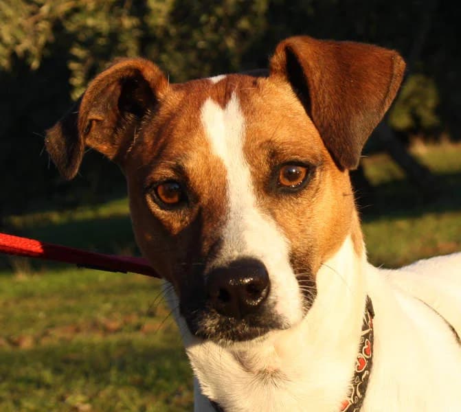 Jack, Mixed Breed for adoption at Tierschutzverein Europa, München