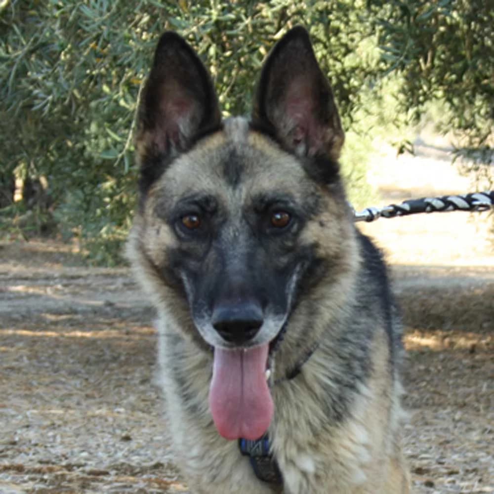 Jara, Mixed Breed for adoption at Tierschutzverein Europa, München