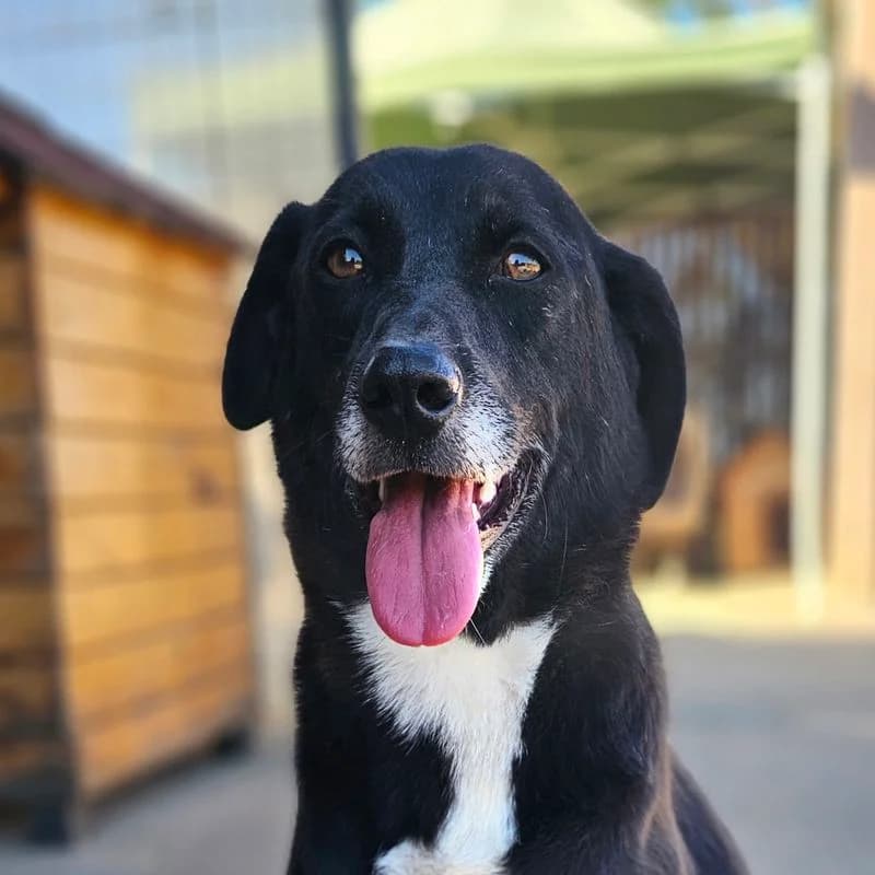 Jax, weiß Mixed Breed for adoption at Tierschutzverein Europa, München