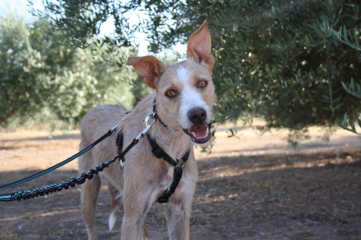 Jenny, Mixed Breed for adoption at Tierschutzverein Europa, München