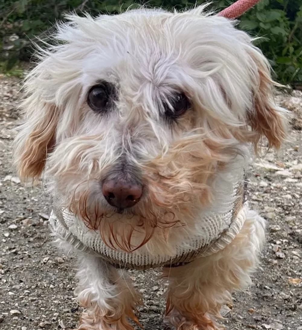 Jhonny, senior Mixed Breed for adoption at Tierschutzverein Europa, München