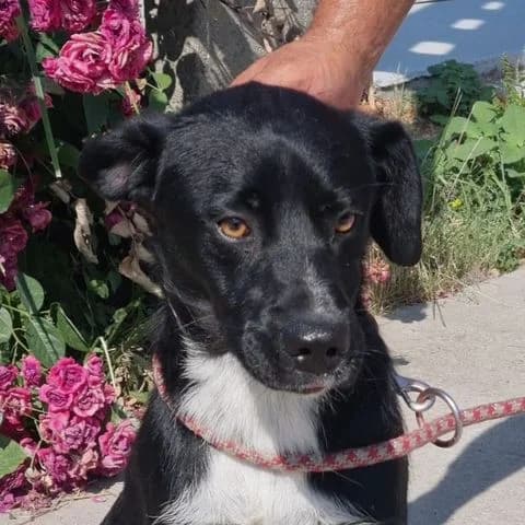 John, weiß young Mixed Breed for adoption at Tierschutzverein Europa, München