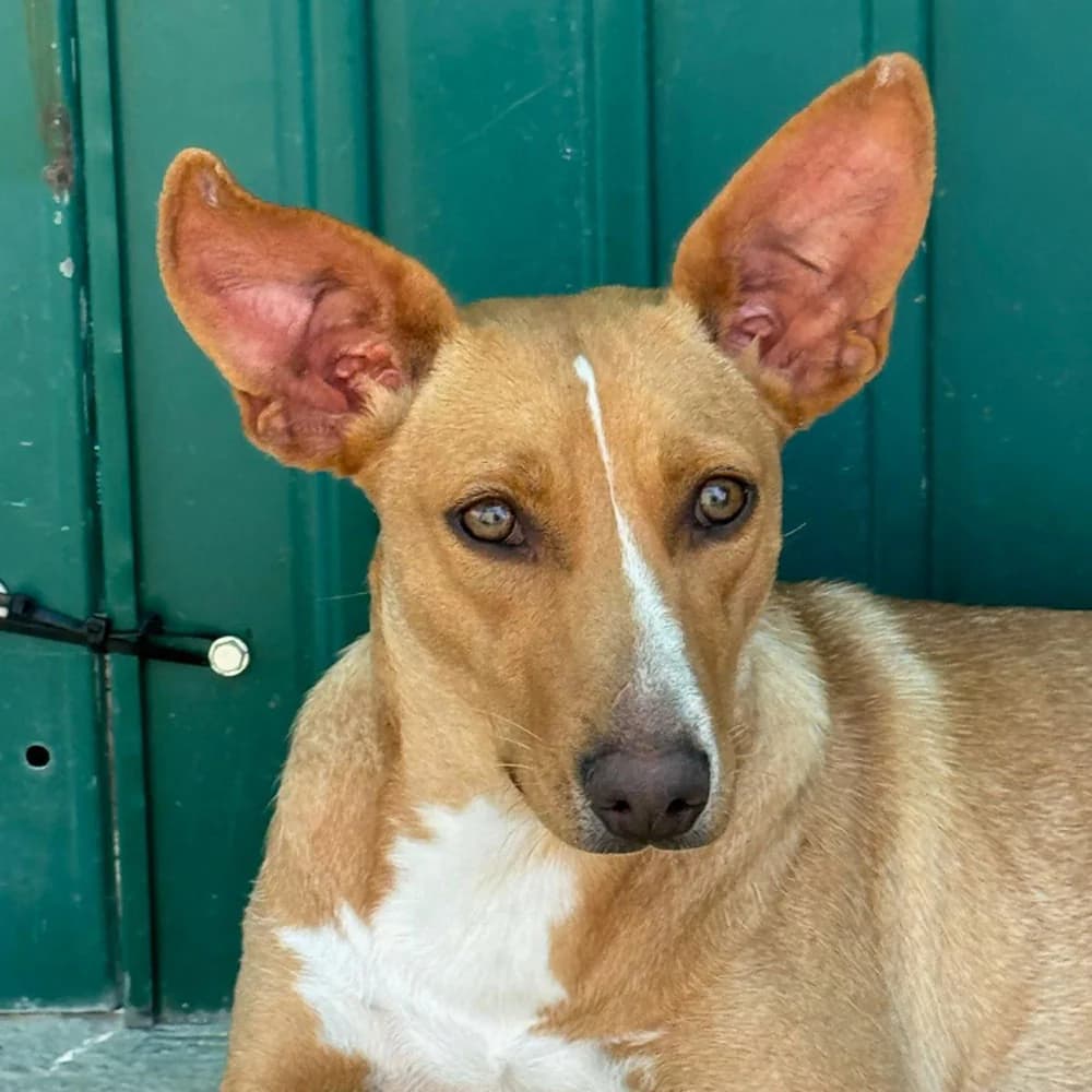 Julieta, Mixed Breed for adoption at Tierschutzverein Europa, München