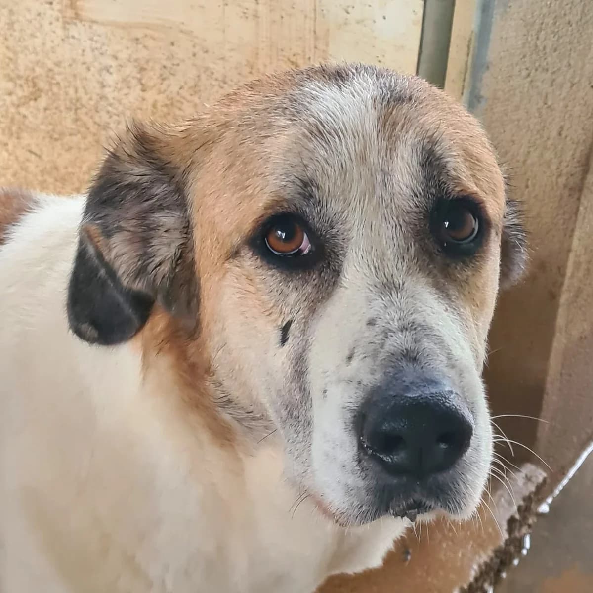 Kamila, young Mixed Breed for adoption at Tierschutzverein Europa, München