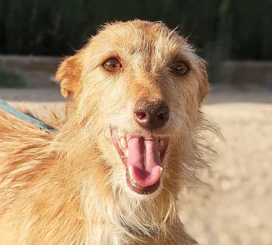 Katrina, Mixed Breed for adoption at Tierschutzverein Europa, München