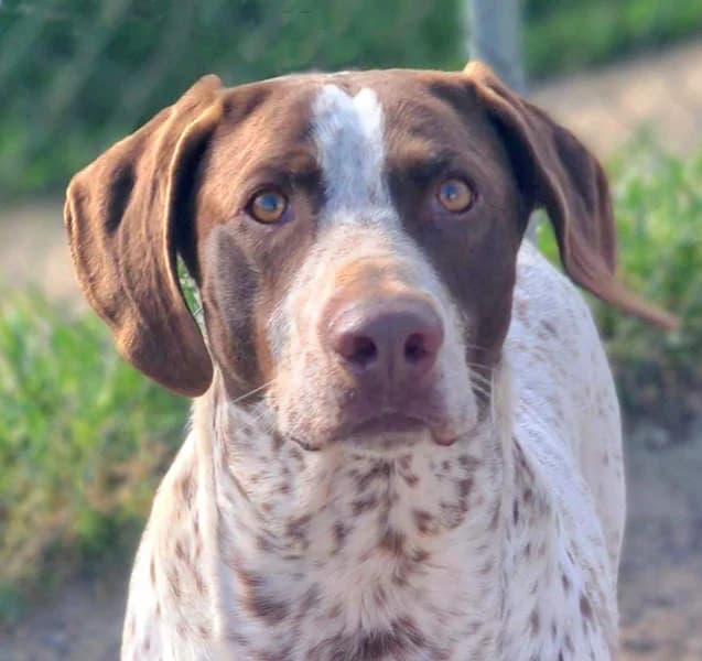 Kiara, Mixed Breed for adoption at Tierschutzverein Europa, München