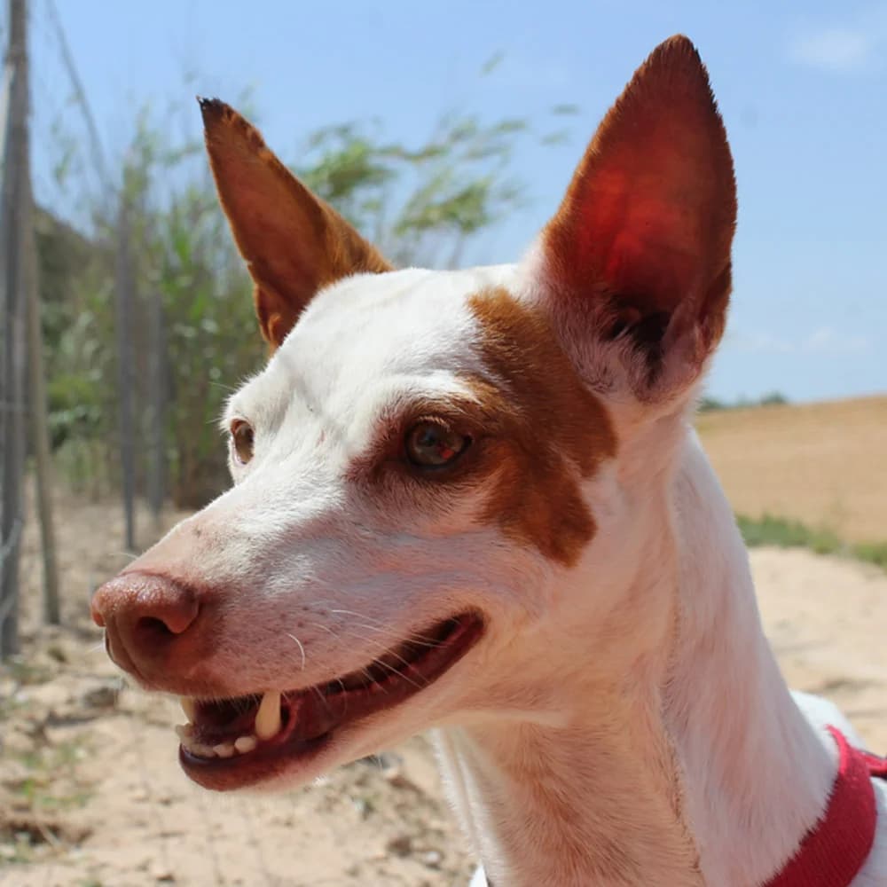 Kiki, Mixed Breed for adoption at Tierschutzverein Europa, München