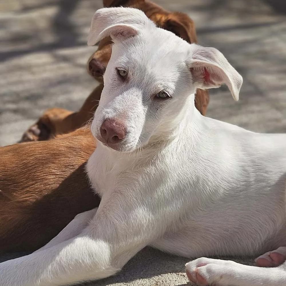 Kinder, puppy Mixed Breed for adoption at Tierschutzverein Europa, München