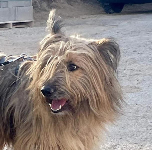 Kinder, Mixed Breed for adoption at Tierschutzverein Europa, München