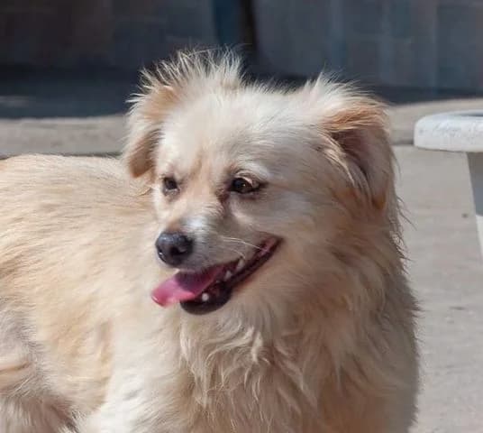 Kirei, beige Mixed Breed for adoption at Tierschutzverein Europa, München
