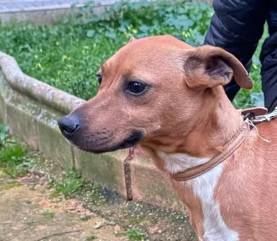 Kita, Mixed Breed for adoption at Tierschutzverein Europa, München