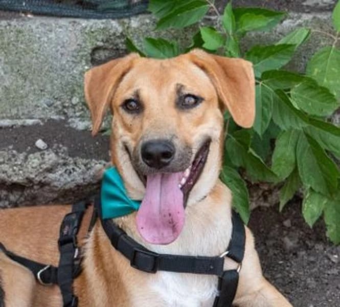 Kiwi, young Mixed Breed for adoption at Tierschutzverein Europa, München