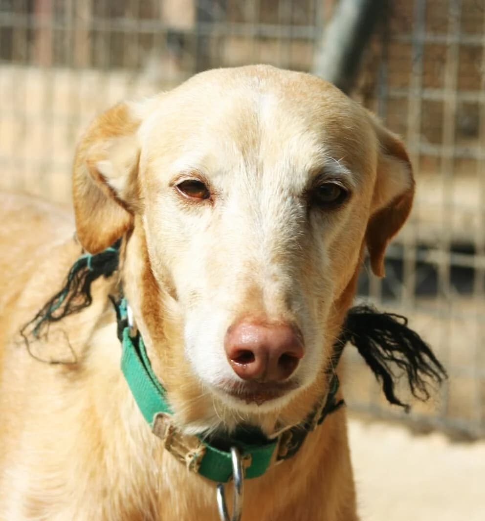 Kobe, Mixed Breed for adoption at Tierschutzverein Europa, München