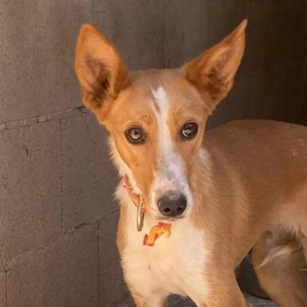 Koka, Mixed Breed for adoption at Tierschutzverein Europa, München