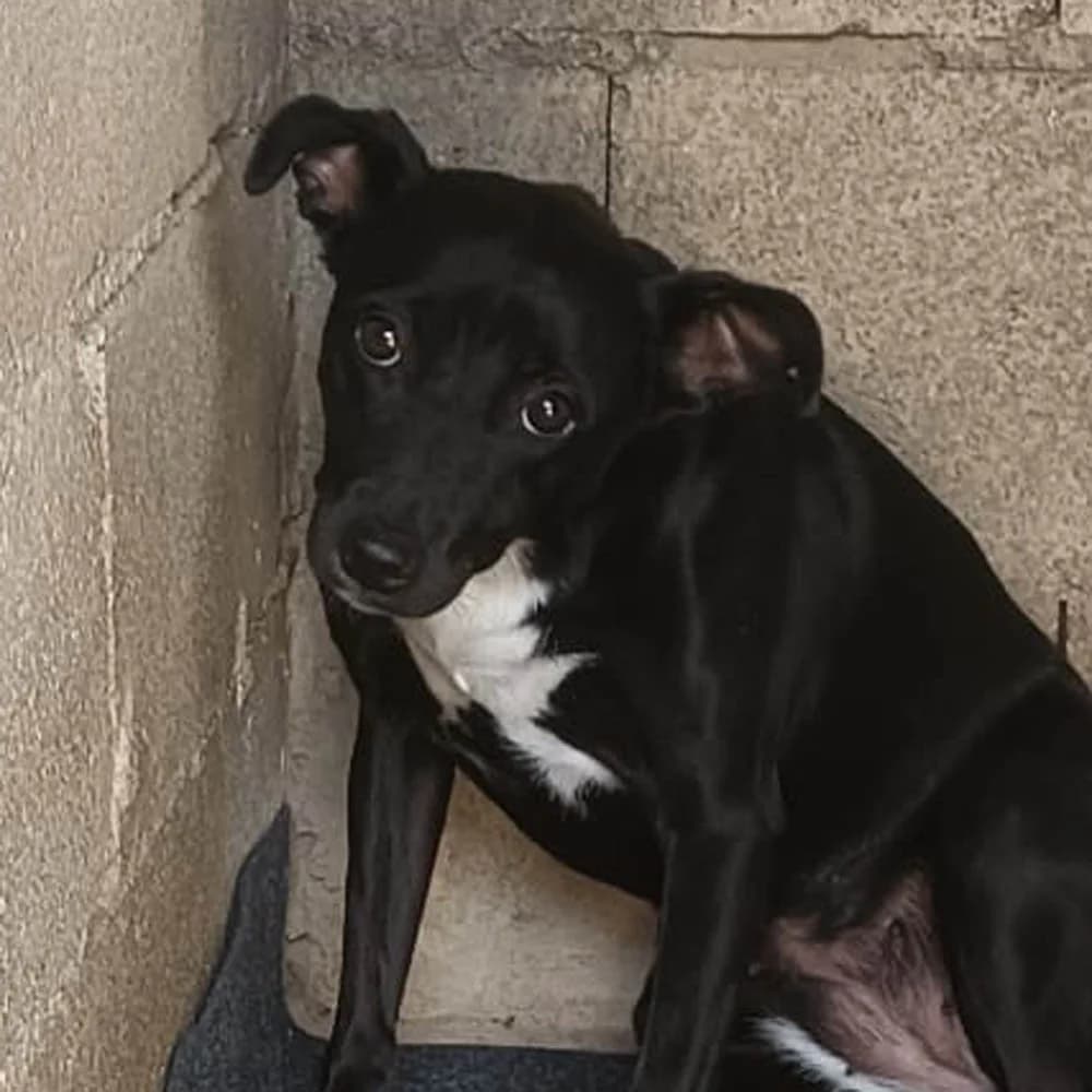 Lana, Mixed Breed for adoption at Tierschutzverein Europa, München