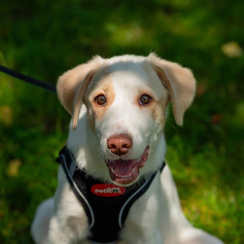 Latte, senior Mixed Breed for adoption at Tierschutzverein Europa, München