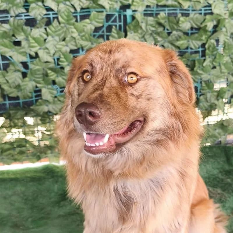 Leon, young Mixed Breed for adoption at Tierschutzverein Europa, München