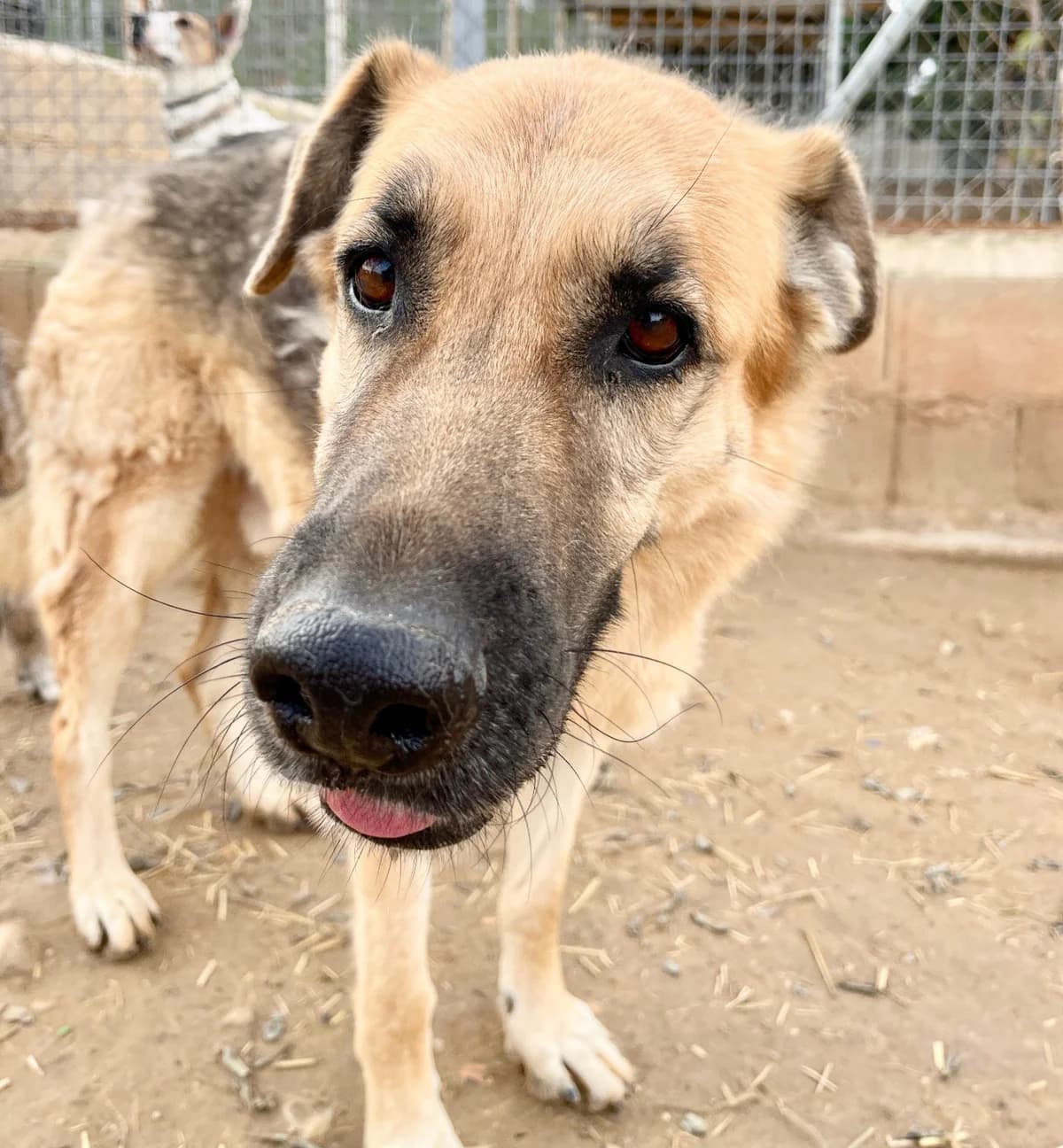Leon, Mixed Breed for adoption at Tierschutzverein Europa, München