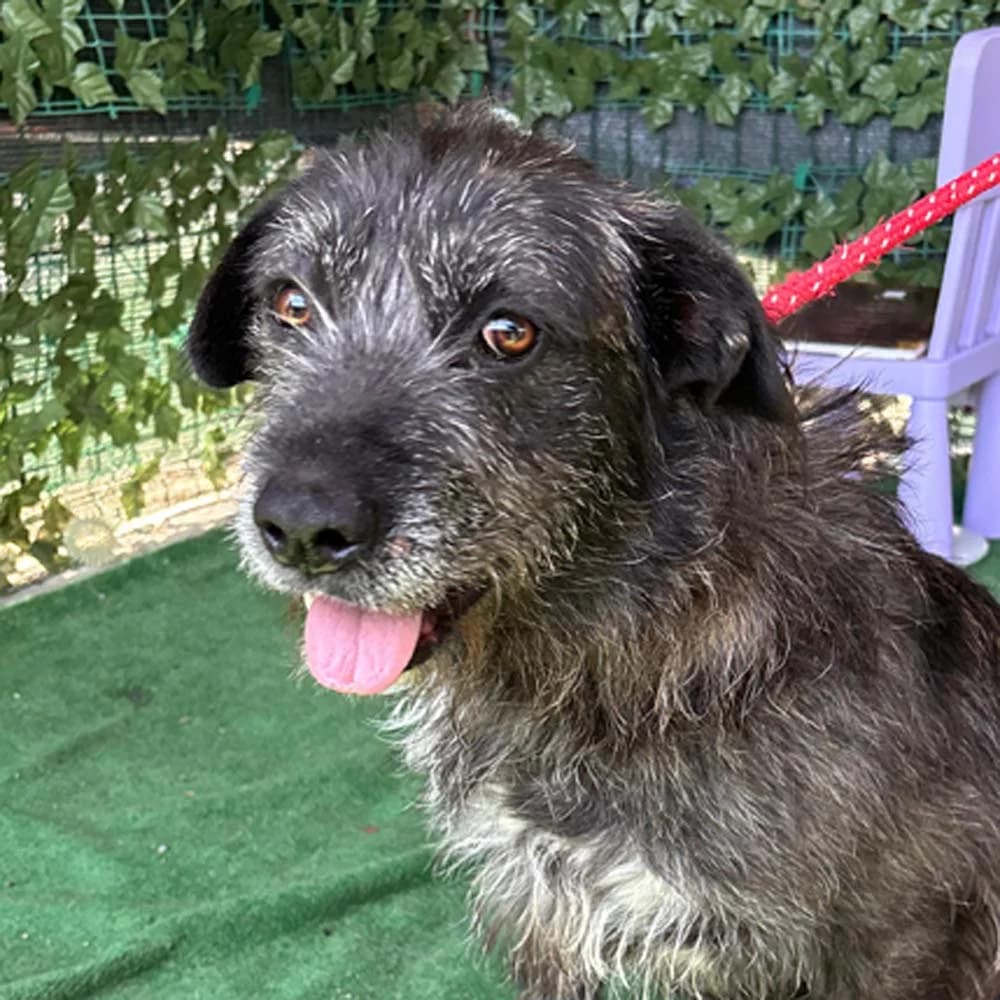 Leya, Mixed Breed for adoption at Tierschutzverein Europa, München