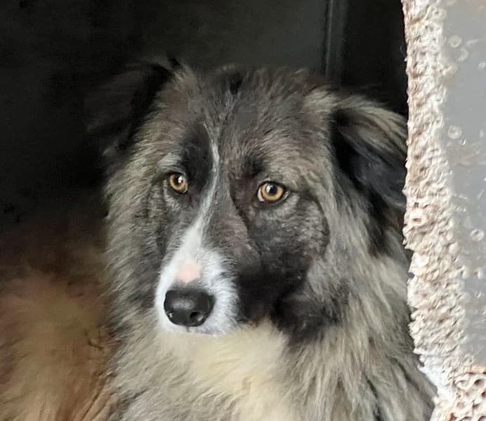 Liana (Vermittlungshilfe), Mixed Breed for adoption at Tierschutzverein Europa, München