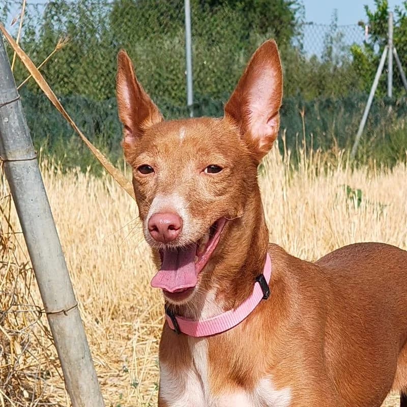 Lily, Mixed Breed for adoption at Tierschutzverein Europa, München