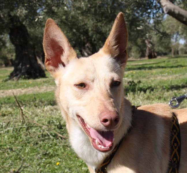 Lino, senior Mixed Breed for adoption at Tierschutzverein Europa, München