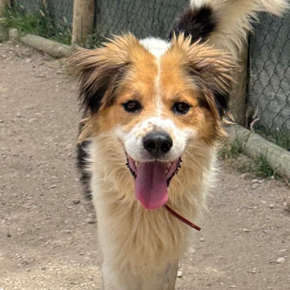 Loki, Mixed Breed for adoption at Tierschutzverein Europa, München