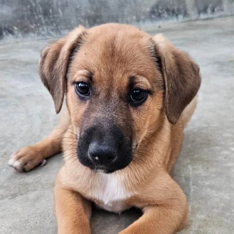 Loki, puppy Mixed Breed for adoption at Tierschutzverein Europa, München