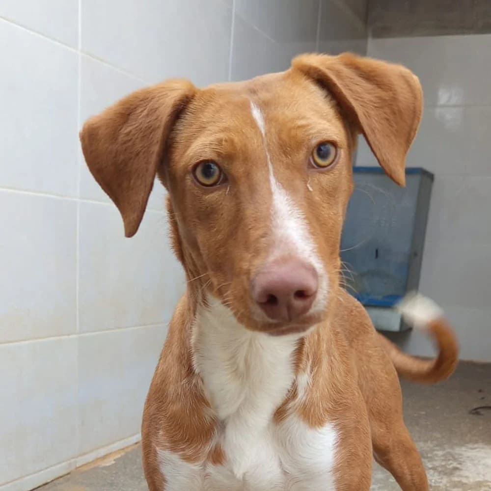 Loli, Mixed Breed for adoption at Tierschutzverein Europa, München
