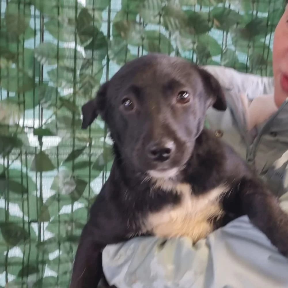 Lorette, schwarz senior Mixed Breed for adoption at Tierschutzverein Europa, München