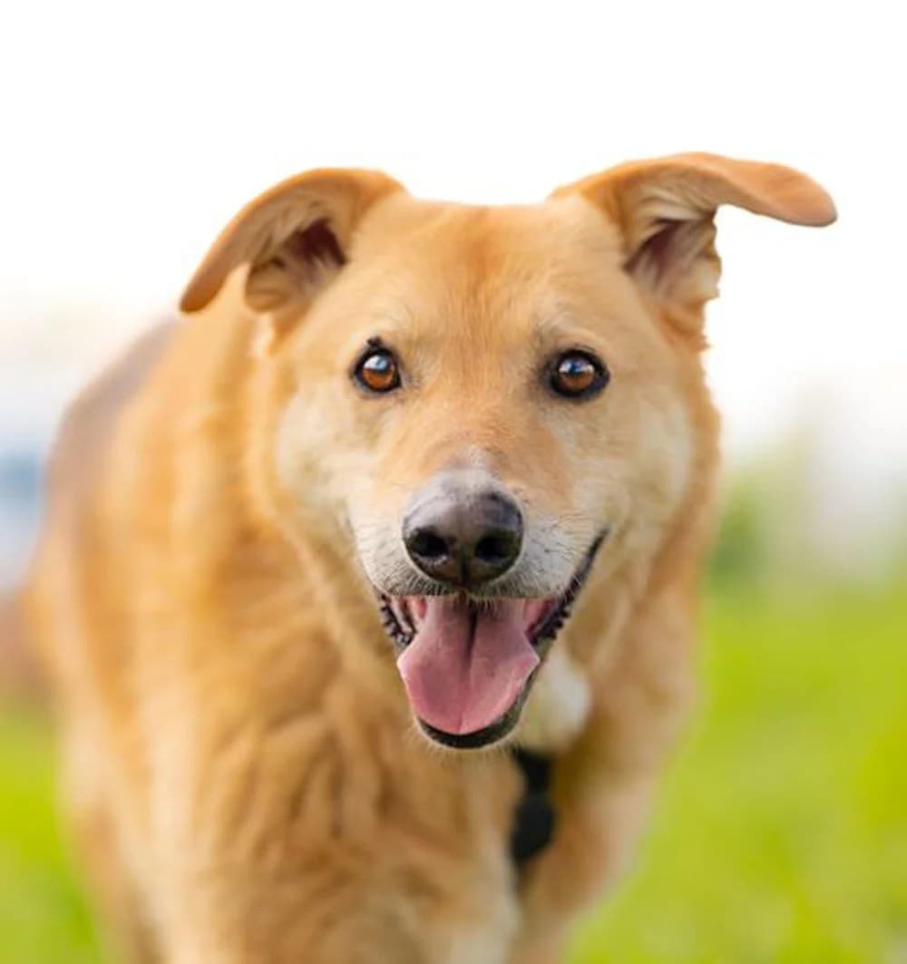 Lorien, Mixed Breed for adoption at Tierschutzverein Europa, München
