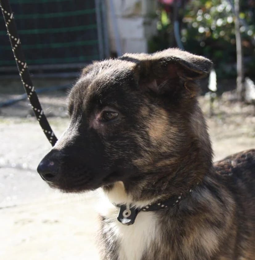 Lotta, puppy Mixed Breed for adoption at Tierschutzverein Europa, München