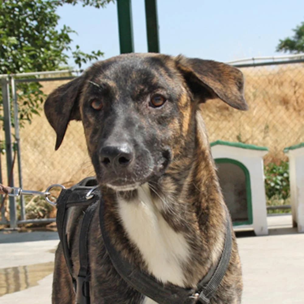 Lotta, Mixed Breed for adoption at Tierschutzverein Europa, München