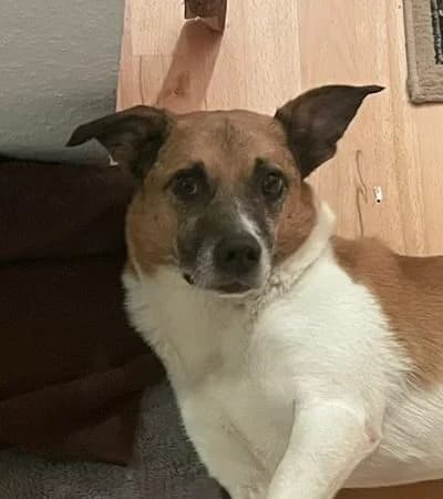 Lotto, Mixed Breed for adoption at Tierschutzverein Europa, München