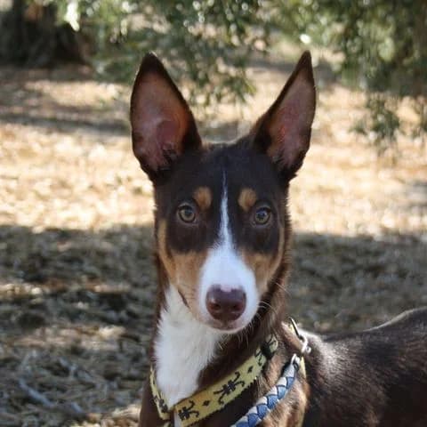 Lotus, Mixed Breed for adoption at Tierschutzverein Europa, München