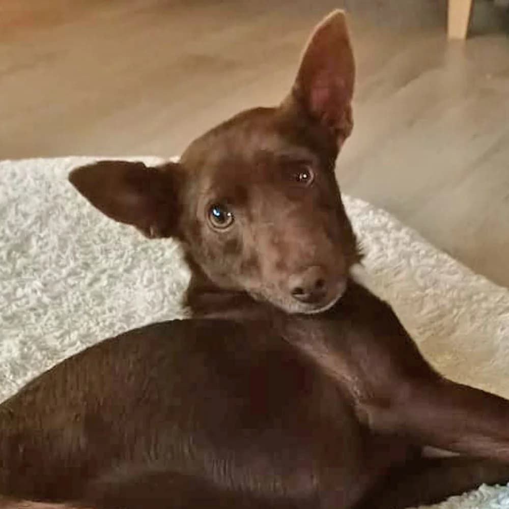 Lovely, puppy Mixed Breed for adoption at Tierschutzverein Europa, München